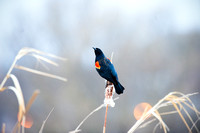 Red-winged Blackbird, Union Bay