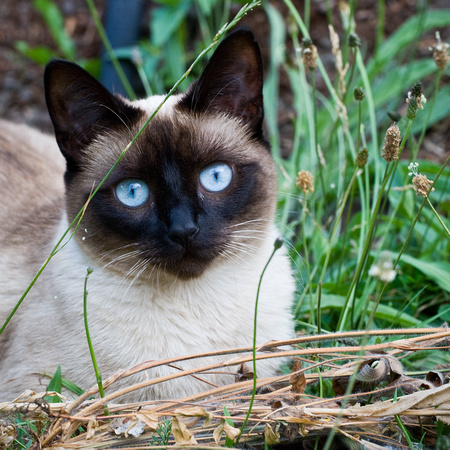 Siamese from down the block