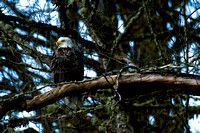 Skagit Eagle Sanctuary